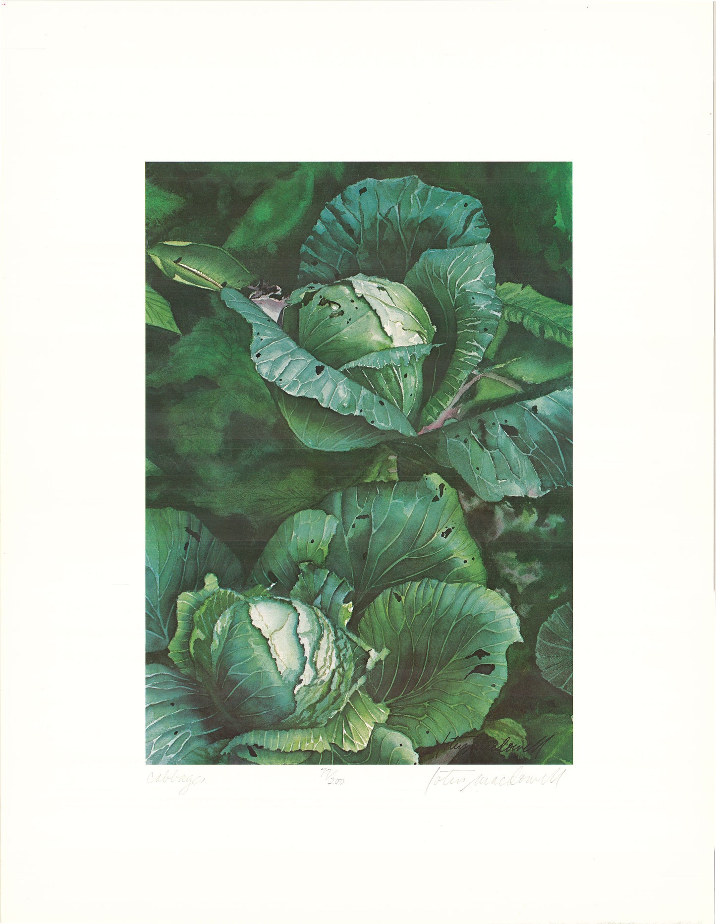 Cabbages - Limited Edition Print, original watercolor by Lotus MacDowell, Artworks WV. My oh my- it's love at first sight with this full color watercolor painting in deep greens and blues, aptly called “Cabbages" created by Lotus MacDowell. Now available as a limited-edition print, the rich hues make the painting seem positively three dimensional.